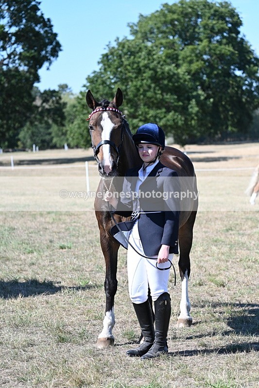 WJ7_1578 - Class 42 Most Handsome Gelding