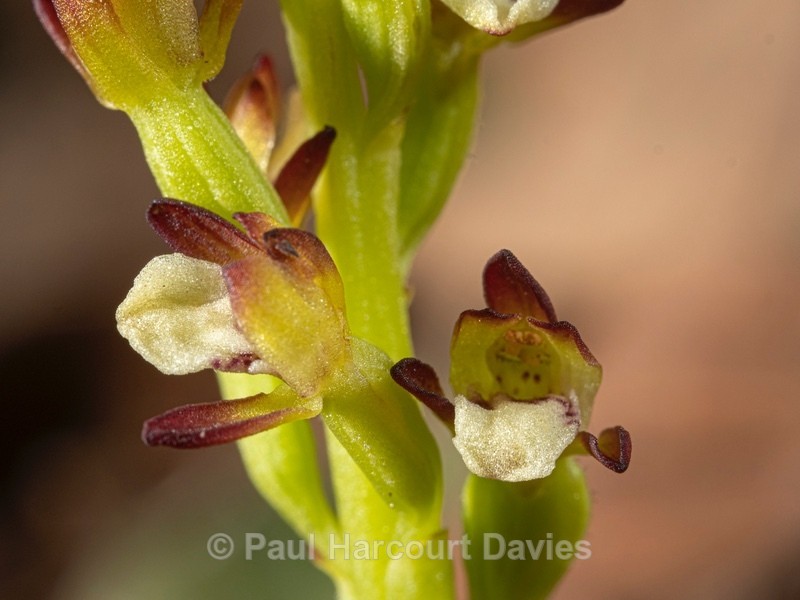 Coralroot  (Corallorhiza trifida) - Wild Orchids 2021