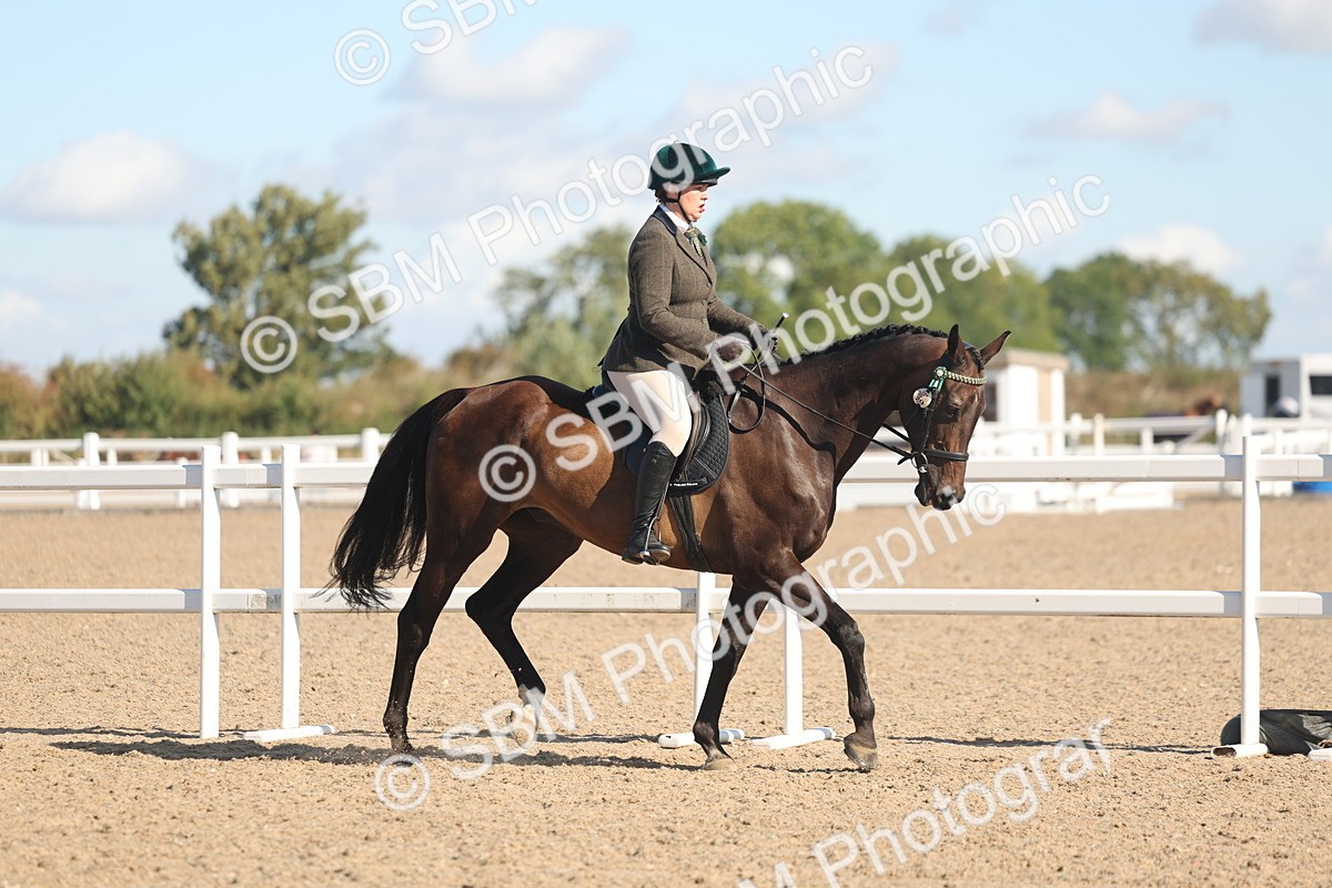 SBM_13011 - Class 305 - Ridden Foreign Breed Pure Bred