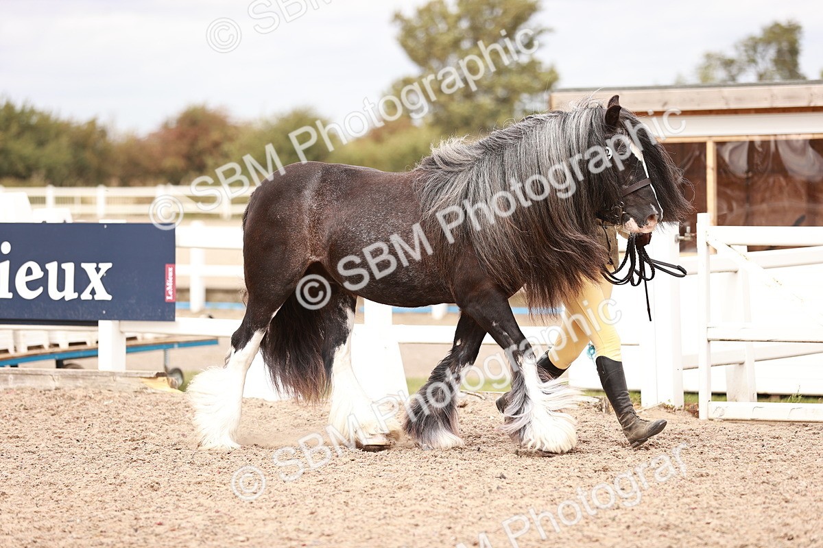 SBM_16293 - Class 413 - Best Condition - Adult