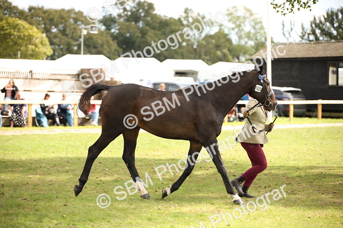 SBM_46397 - S25 - Mature Veteran In Hand