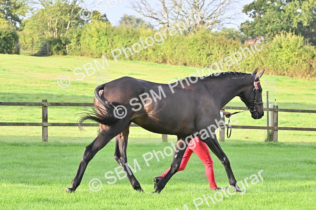 SBM_32589 - S15 - Top Turnout In Hand
