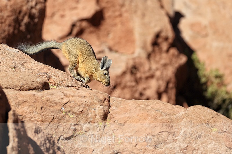 Southern Mountain Viscacha running, Chile - Viscacha