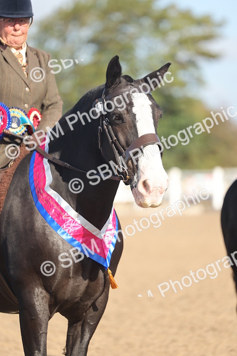 SBM_22242 - Class 802 - Ridden Groom Helpers Class