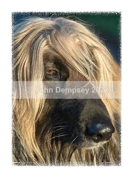 I Like Being Blonde - Walking the Dog