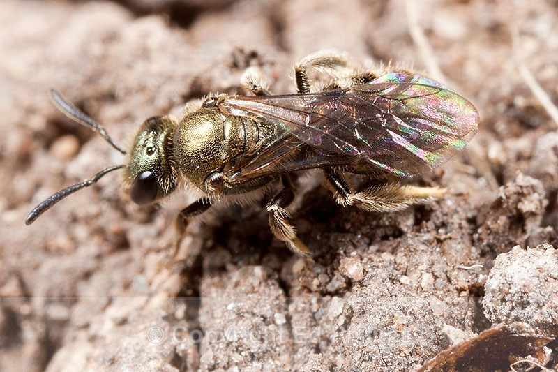 Lasioglossum smeathmanellum - Lasioglossum smeathmanellum