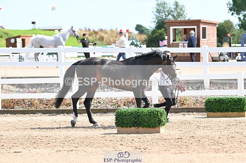 240717A-153624-02909 - Trot Up 3pm to 4pm