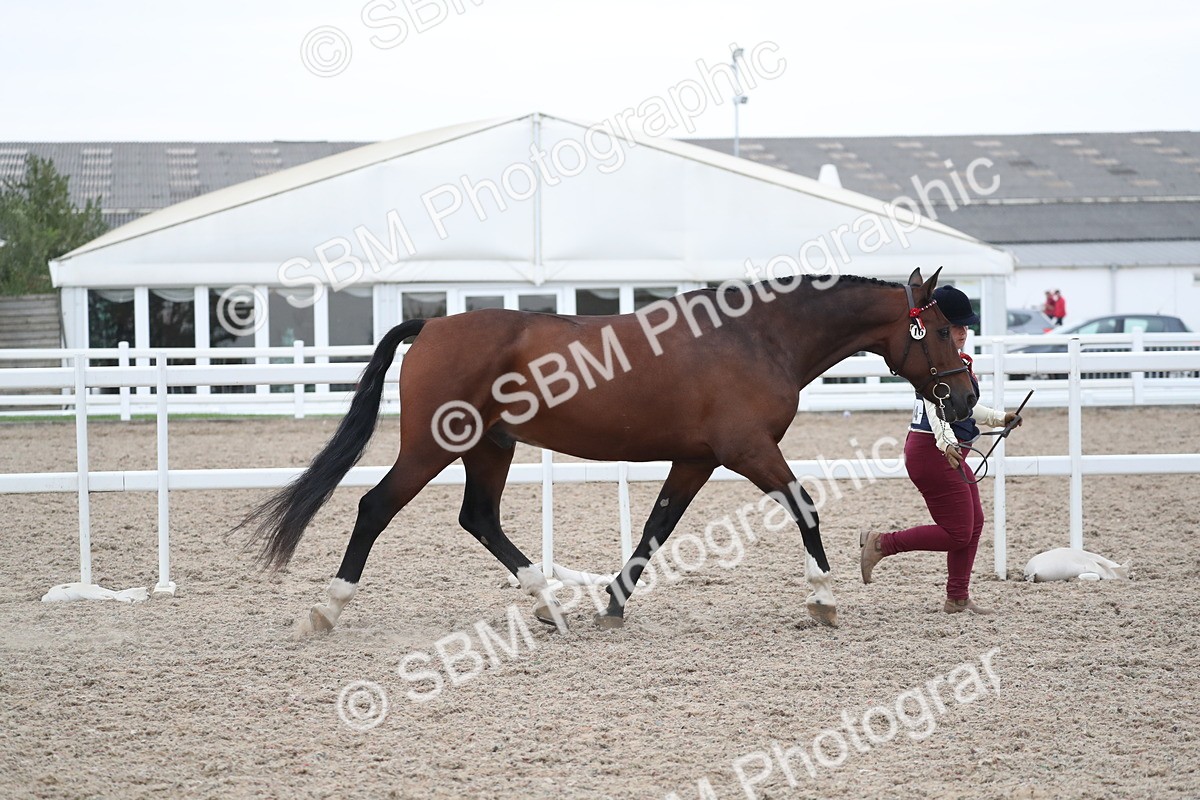 SBM_18288 - Class 318 IH Part bred Horse/Pony