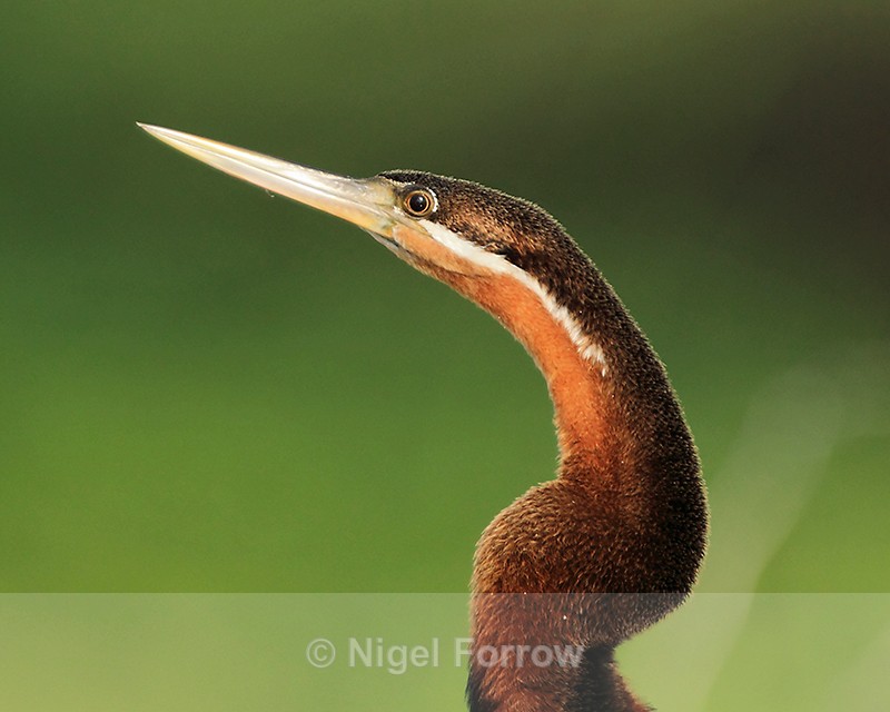 Close-up of African Darter - African Darter