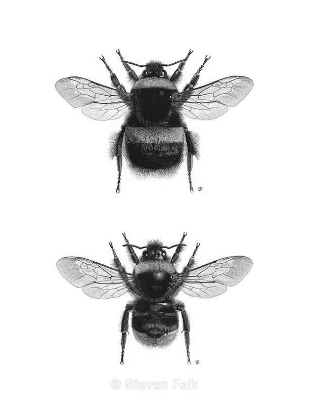 Bumblebee Combo - Bees