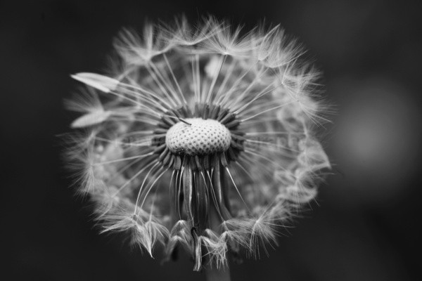  - Wild Flowers,  plants & Fungus photography, Great Britain