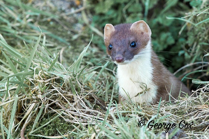 Stoat - Mammals