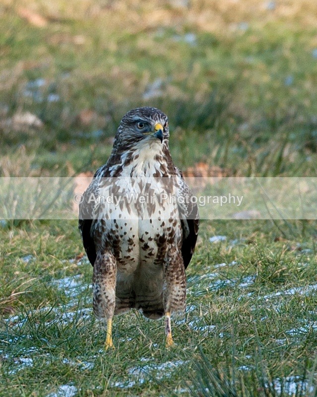 20100130-Gigrin 299 - Common Buzzard