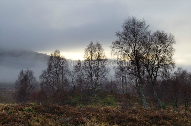 Misty Abernethy Forest | Aviemore | Cairngorms Photo Gallery | Scotland