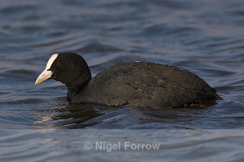 Coot (adult) at Otmoor - Coot