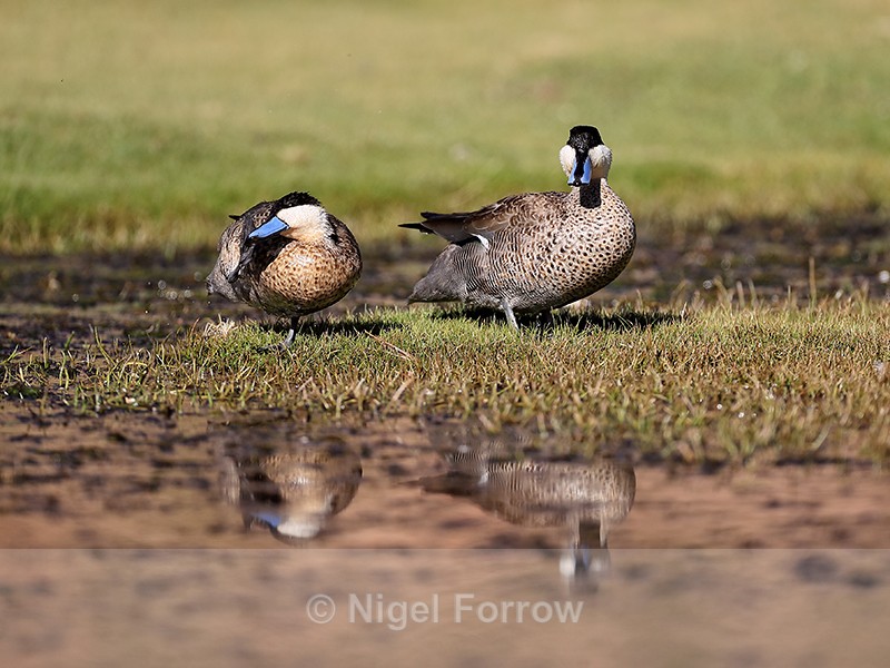 Puna Teals on river bank, Chile - Puna Teal