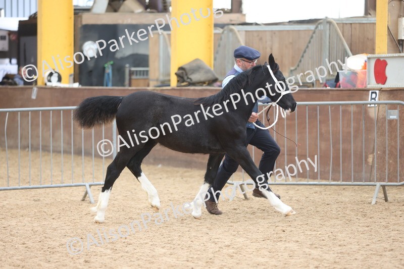 20251109-0789 - Class 24 - Foals