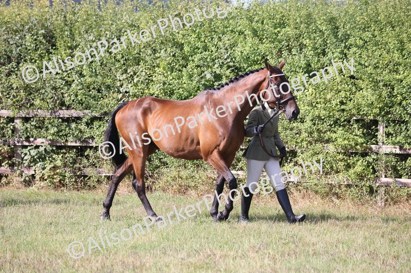 20260906-0663 - Class 22 - Ex Racehorse