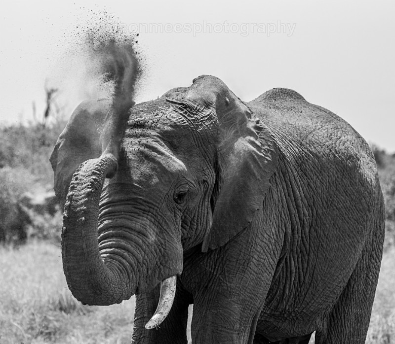  - African Safaris