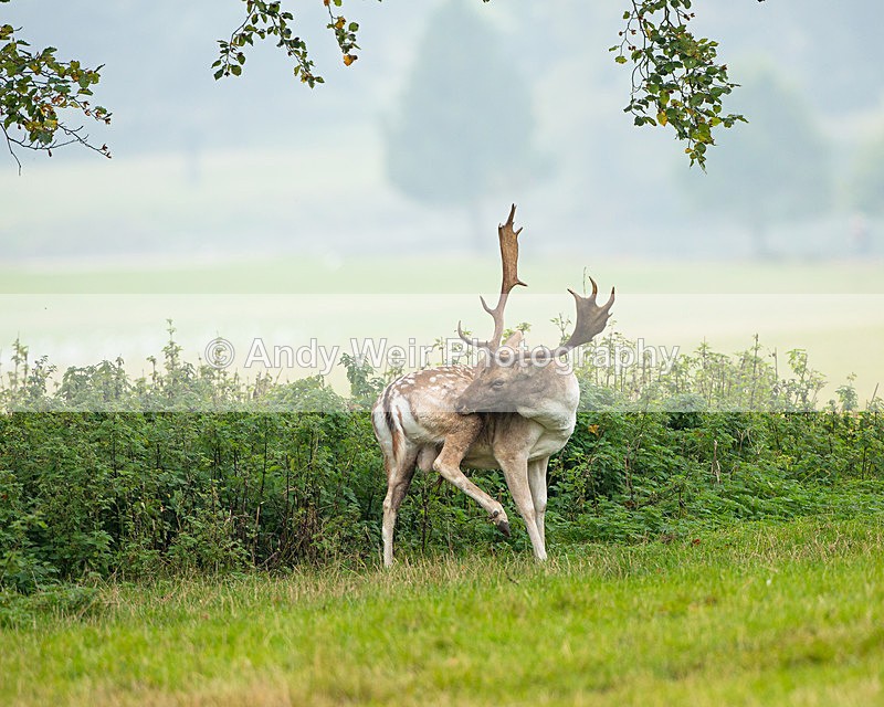 20140929-3K8A5939 - Fallow Deer