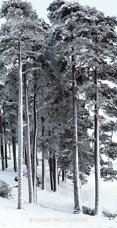  - Scots Pines