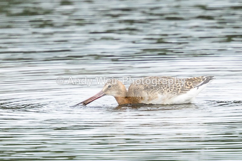 20160906-8E0A8892 - Other Waders
