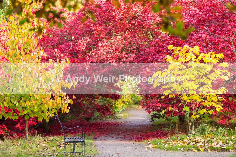 20161031-3K8A8998-2 - Trees & Shrubs