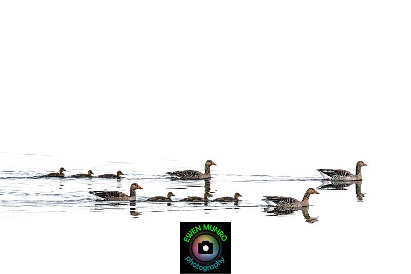 BBW-18-Greylag Geese. Family Outing - Water-based Birds