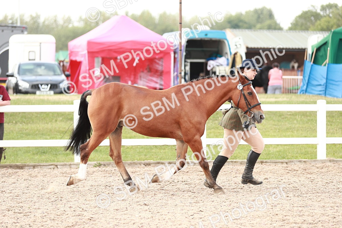 SBM_11766 - Class 206 IH Non Show Type Pony