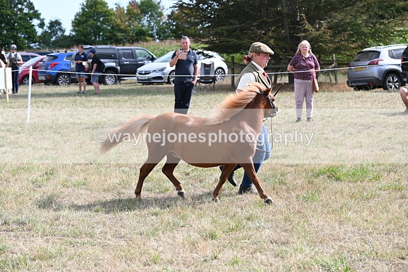 WJ6_6961 - Class 21 Shetland & Mini Horses