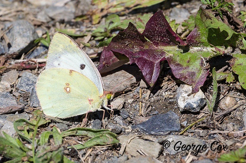 bergers clouded yellow pyrenees