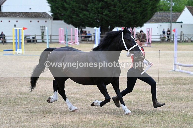 WJ7_8439 - Class 4 Prettiest Mare up to 14.2hh