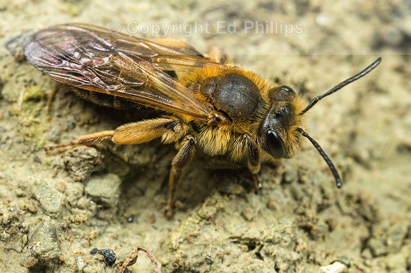 Andrena bucephala (f)