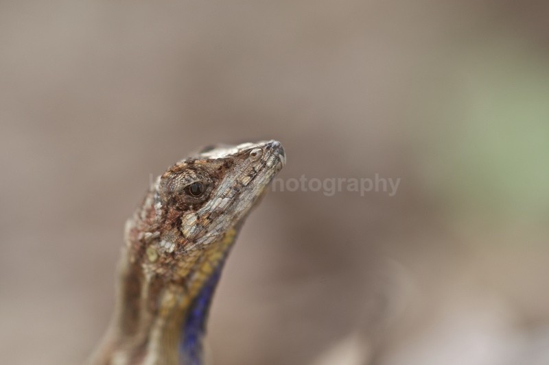  - Sri Lanka wildlife, people & places