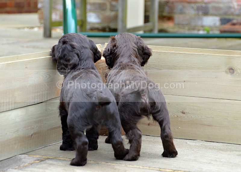  - Cocker Spaniels