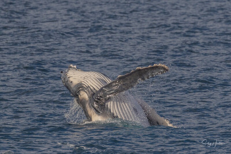 HB Calf Breach 2. 0A3A8136 - 2025 Hervey Bay Whales