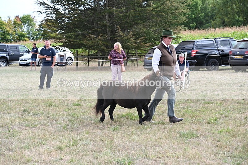 WJ6_6997 - Class 21 Shetland & Mini Horses