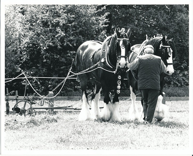  - Local residents of the hairy kind Benfleet and Essex