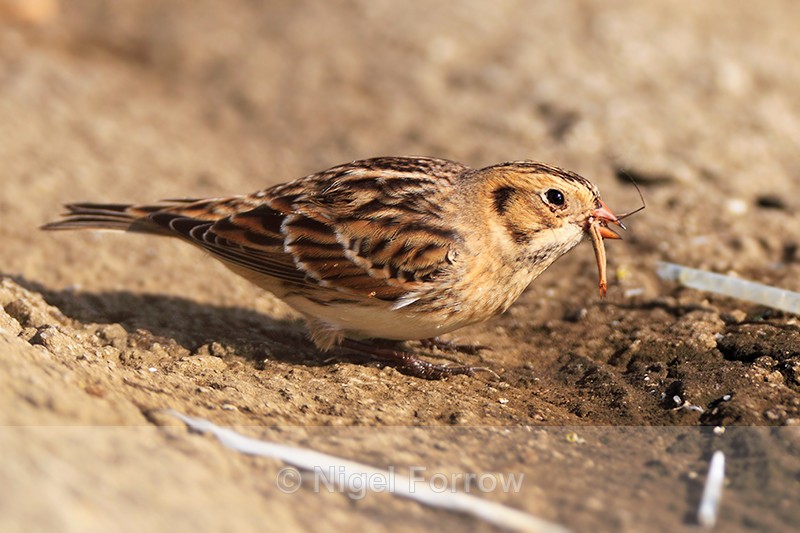 Lapland Bunting feeding on an insect - Lapland Bunting