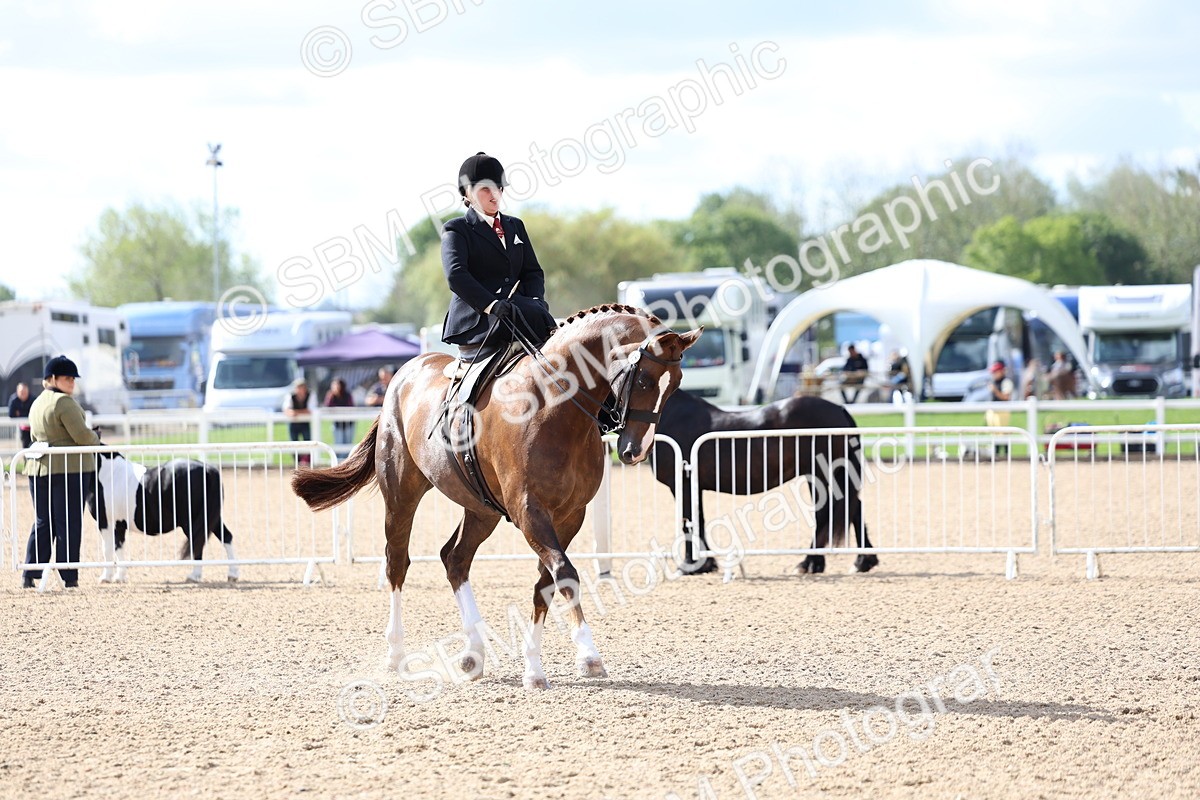 SBM_10799 - Class 305 - Ridden Foreign Breeds - Pure Bred