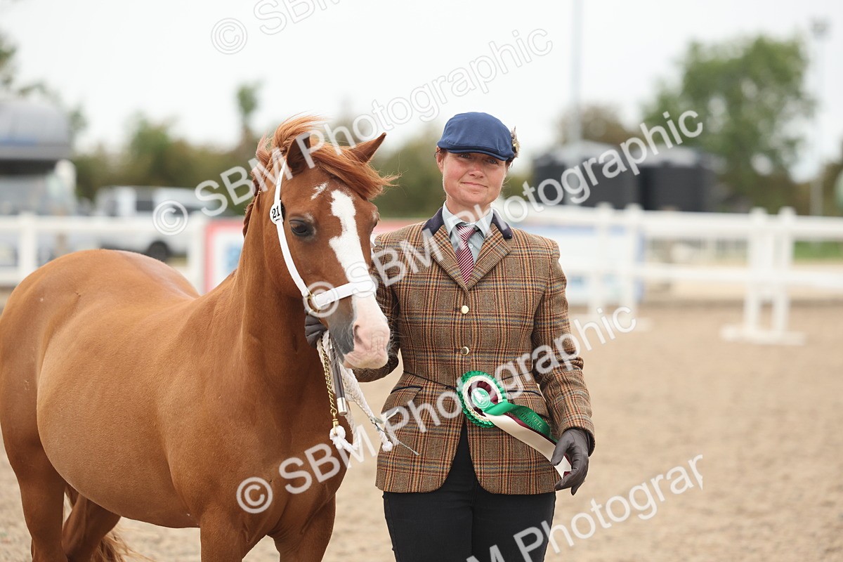 SBM_19445 - Class 317 - IH Pure Bred Horse-Pony