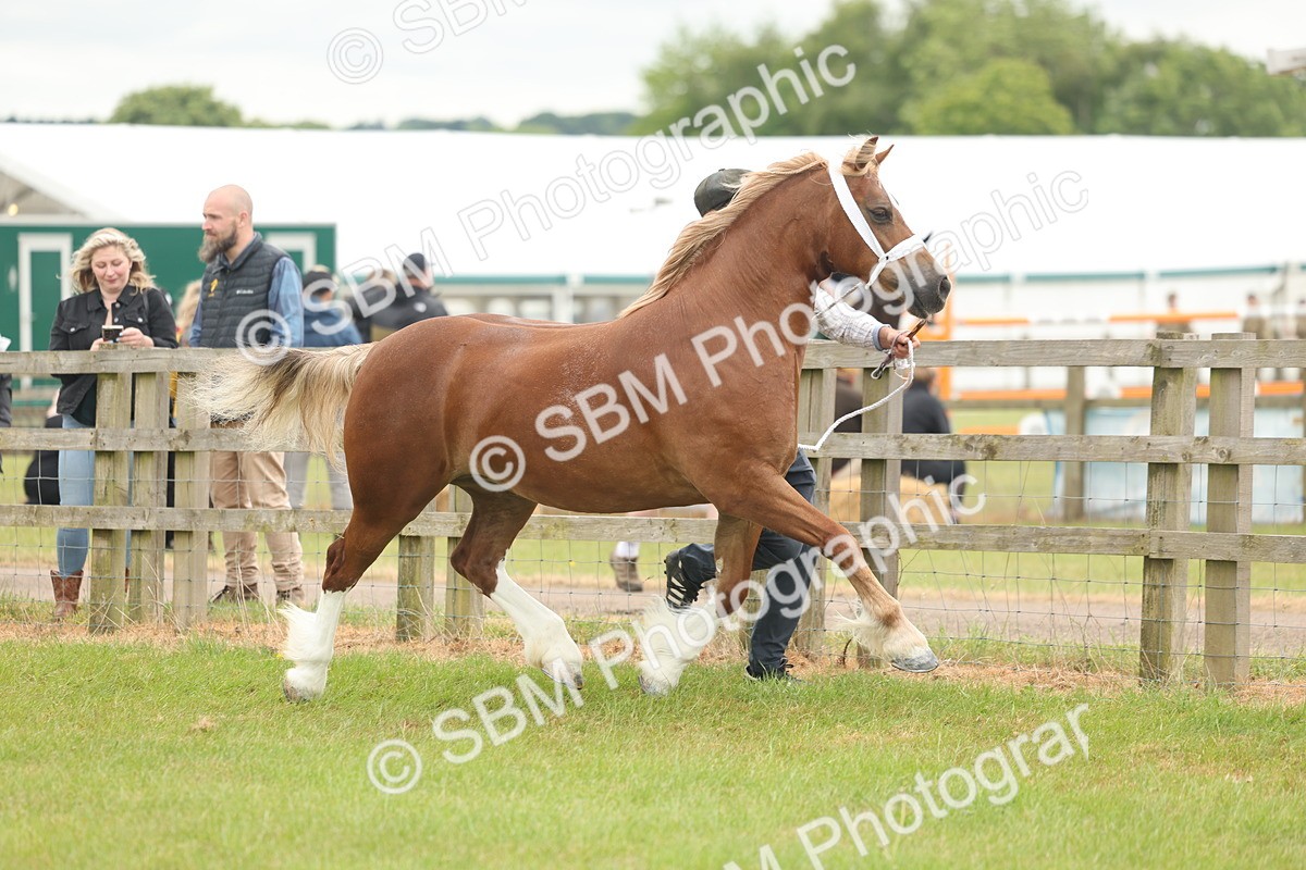 SBM_04863 - Class 50-57 - M&M Welsh Pony In Hand