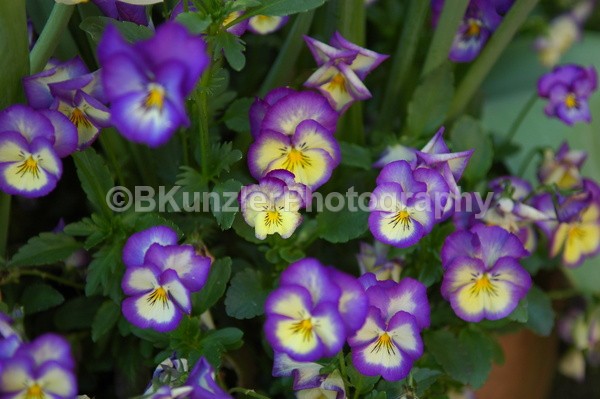  - Flowers