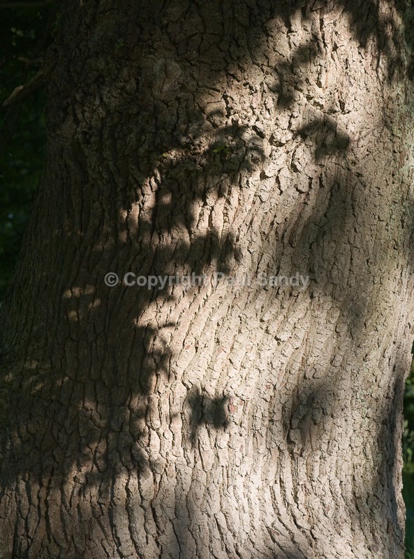 Bark and shadow, King George V Playing field, Exeter - Seeing the Wood AND the Trees