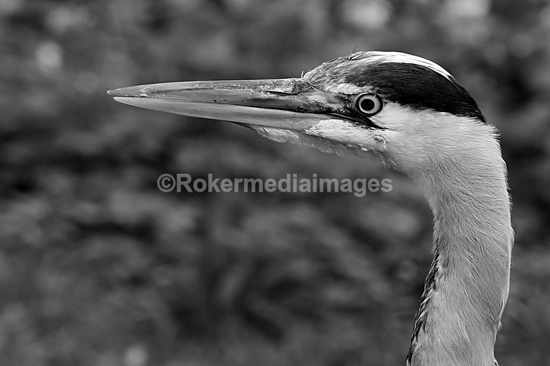  - Wildlife