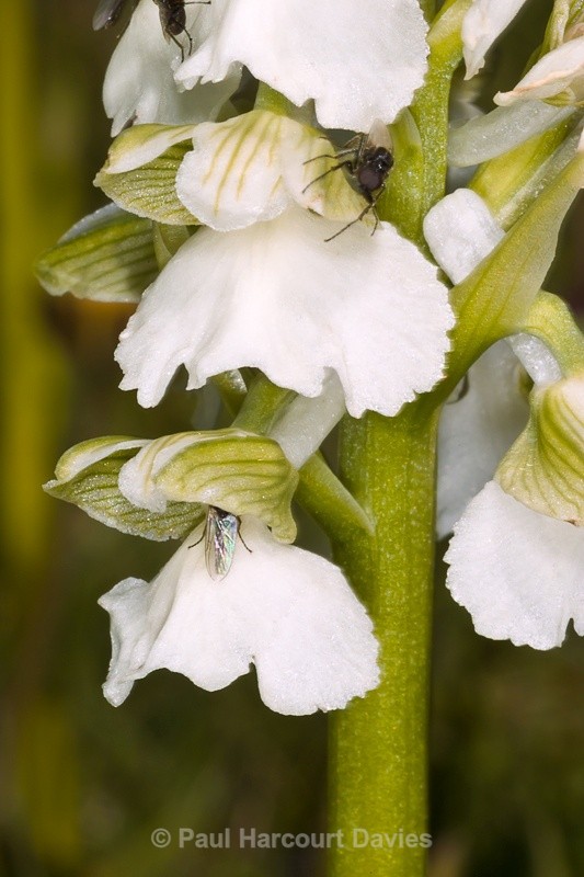  - Orchids - Orchis