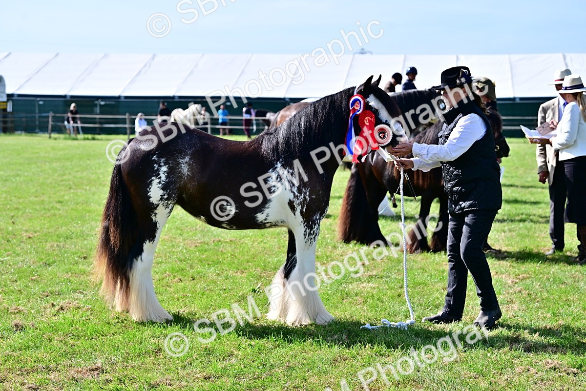 SBM_09484 - Class 63-65 - Traditional Gypsy Cobs In Hand & Ridden