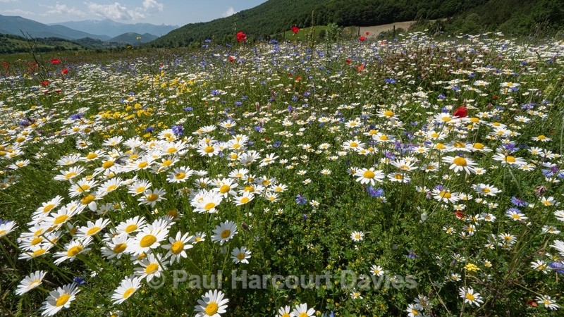 Weeds of cultivation Apennines Italy. scarlet field poppies (Papaver rhoeas), blue cornflowers (Centaurea cyanus) white ox-eye daisies( Leucanthemum vulgare, white field chamomile (Anthemis arvensis)  - Flowers in the Landscape - 2