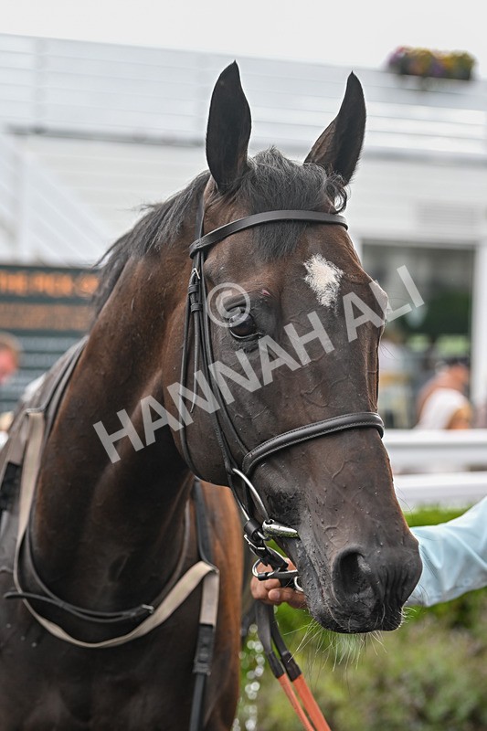 050825-Race 4-Dream Deal-5994 - Race 4