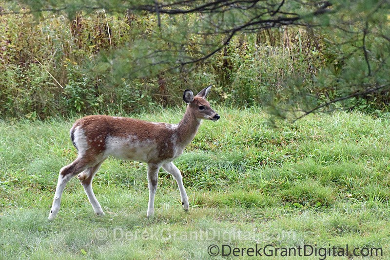 Piebald not Albino White-tailed Fawn Deer - Mammals, Reptiles & Amphibians